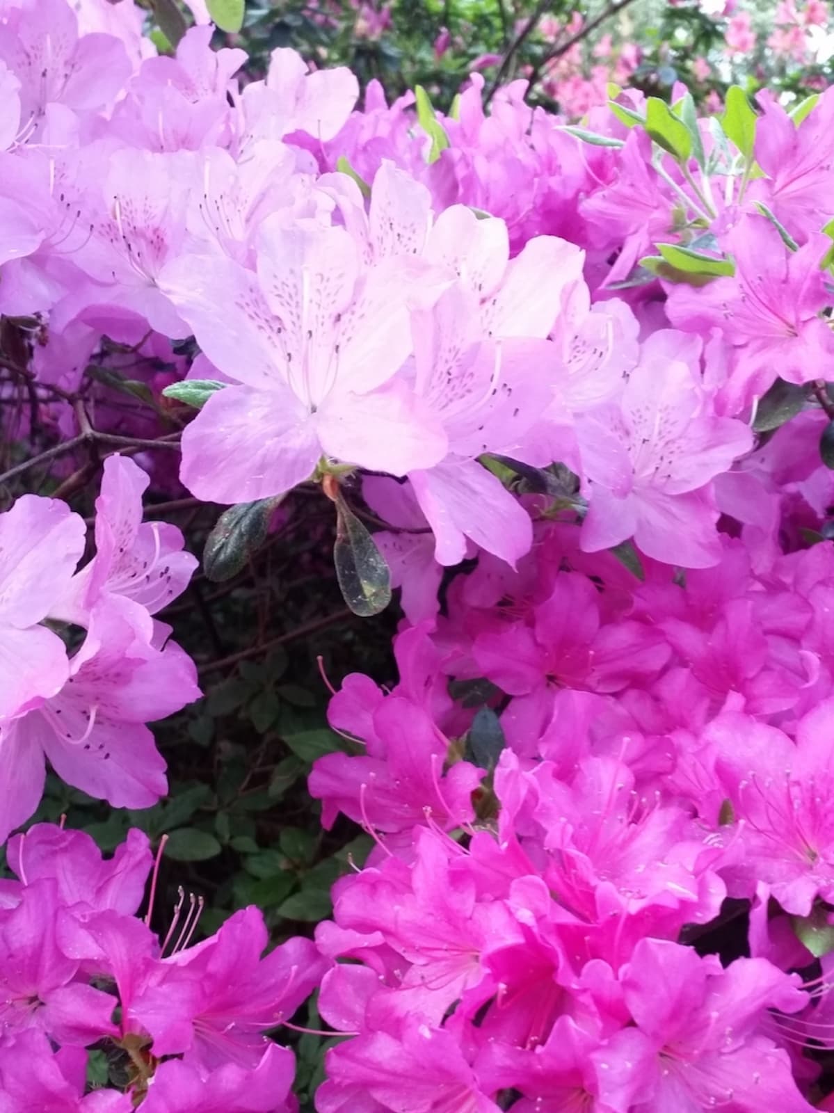 Rhododendronblütenfülle im Rhododendronpark in Bremen